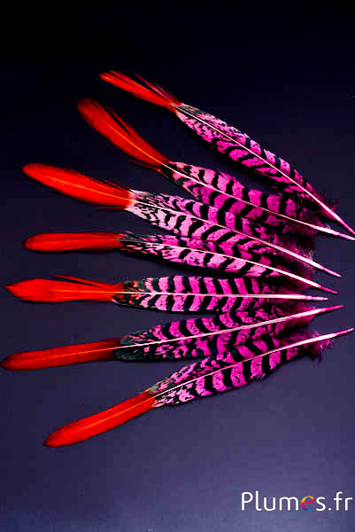 Faisan Lady Armherst - 20-23 cm - rose-noir